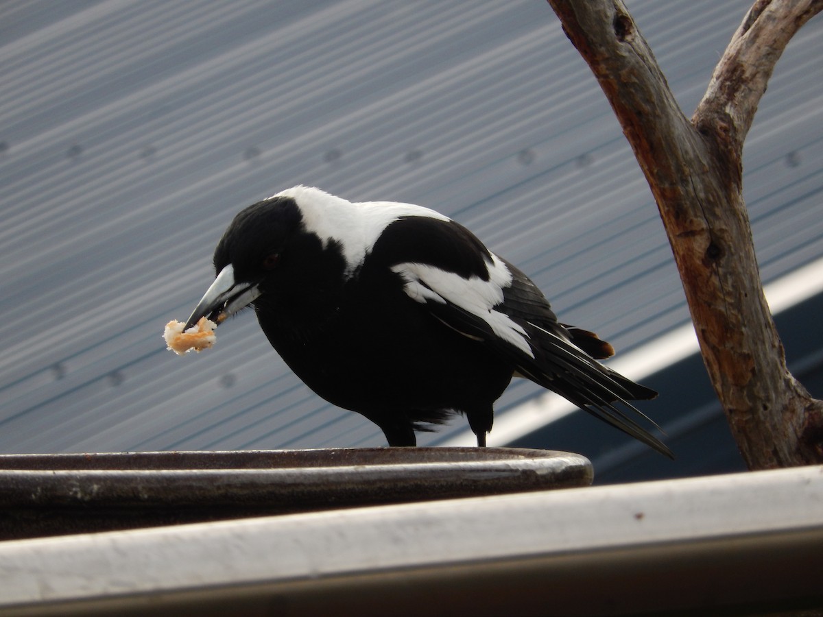 Australian Magpie (Tasmanian) - ML190661831