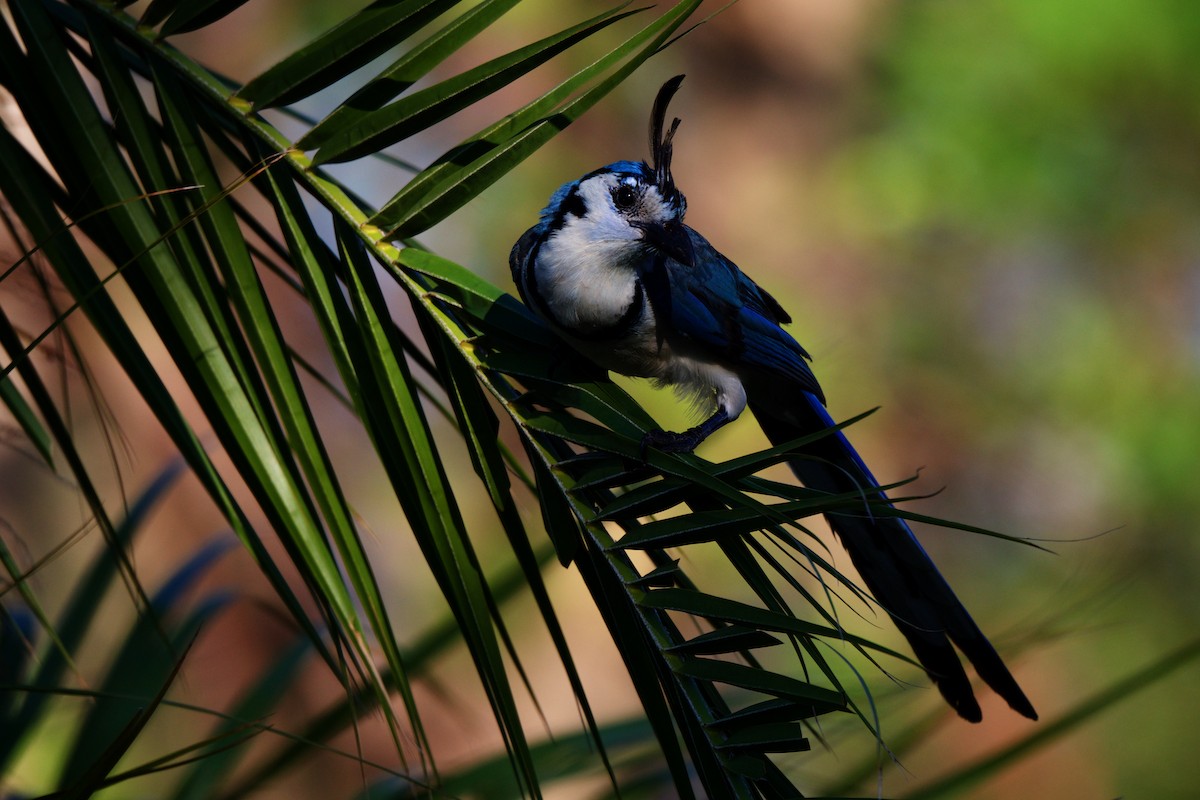 White-throated Magpie-Jay - ML190662391