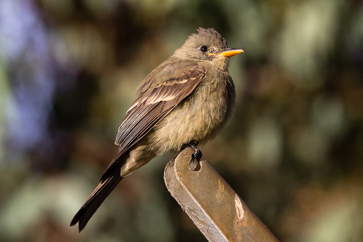 Greater Pewee - ML190662551