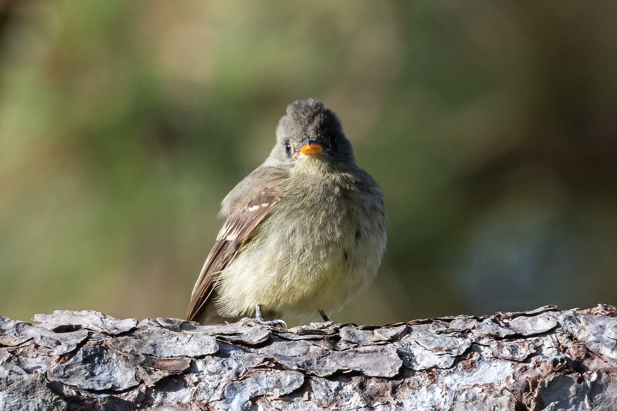 Greater Pewee - ML190663671