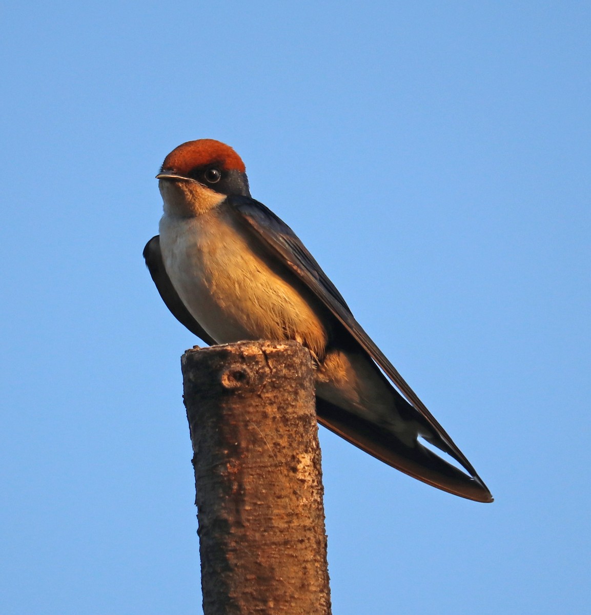 Wire-tailed Swallow - Loren Kliewer