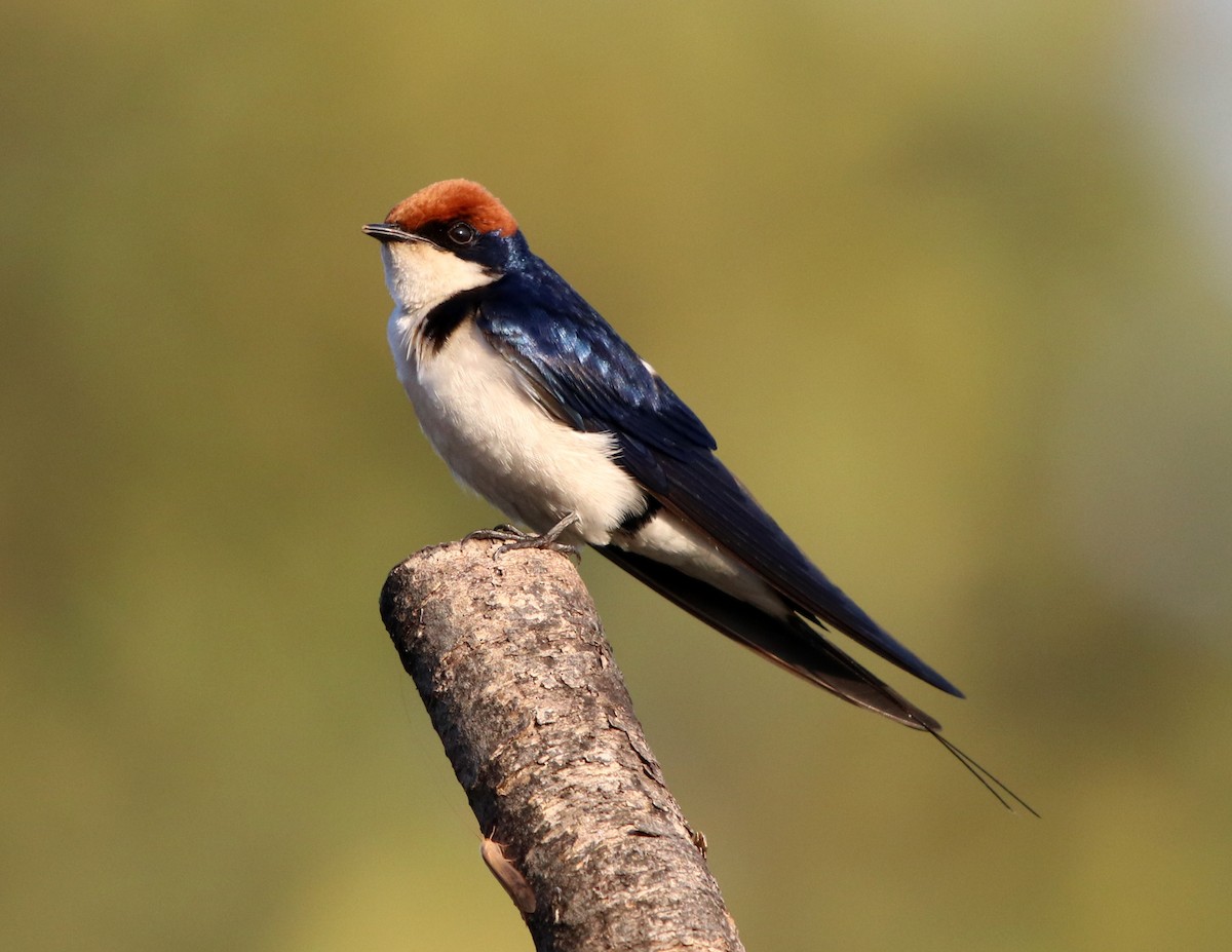 Wire-tailed Swallow - ML190664101
