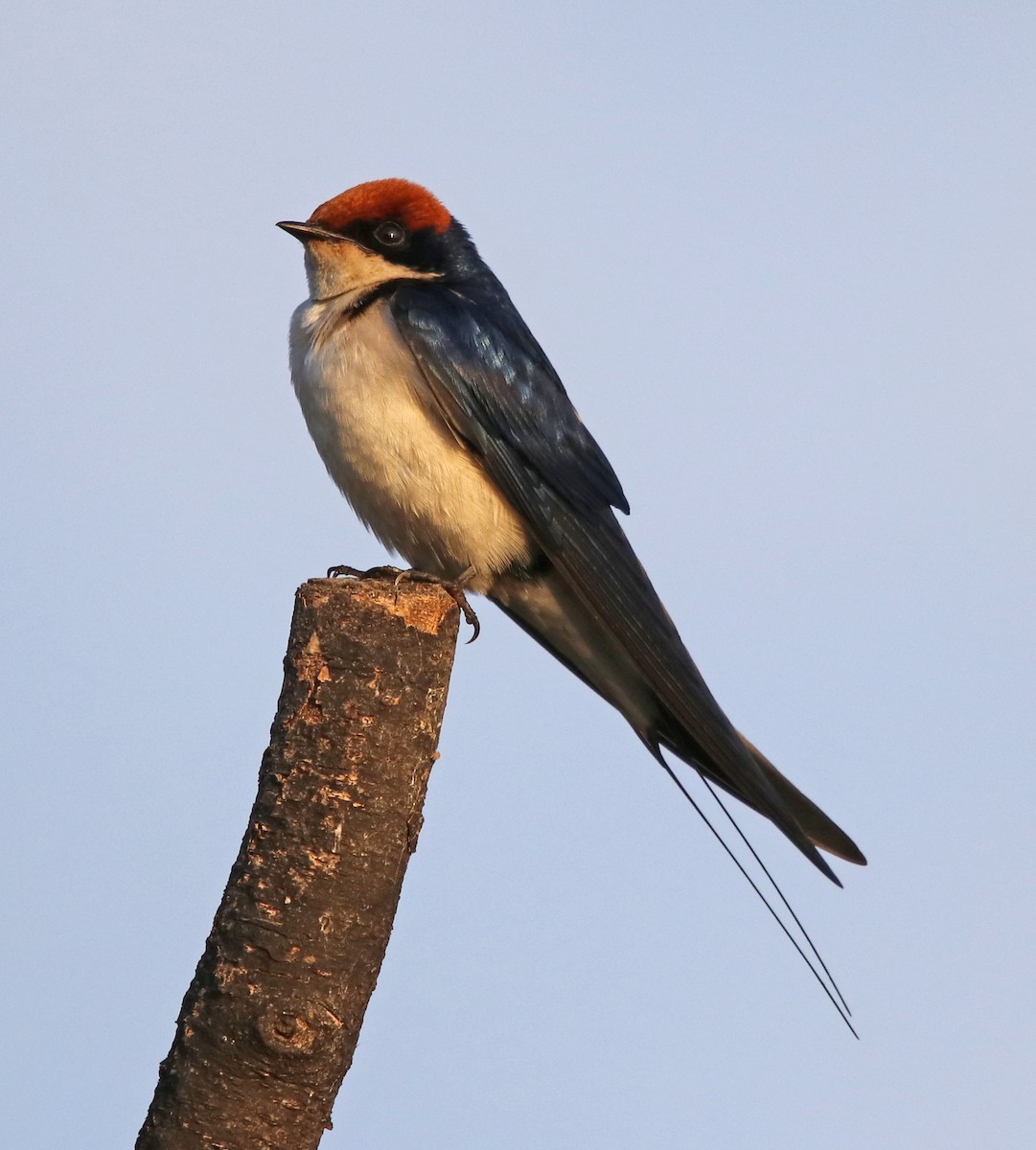 Wire-tailed Swallow - ML190664111