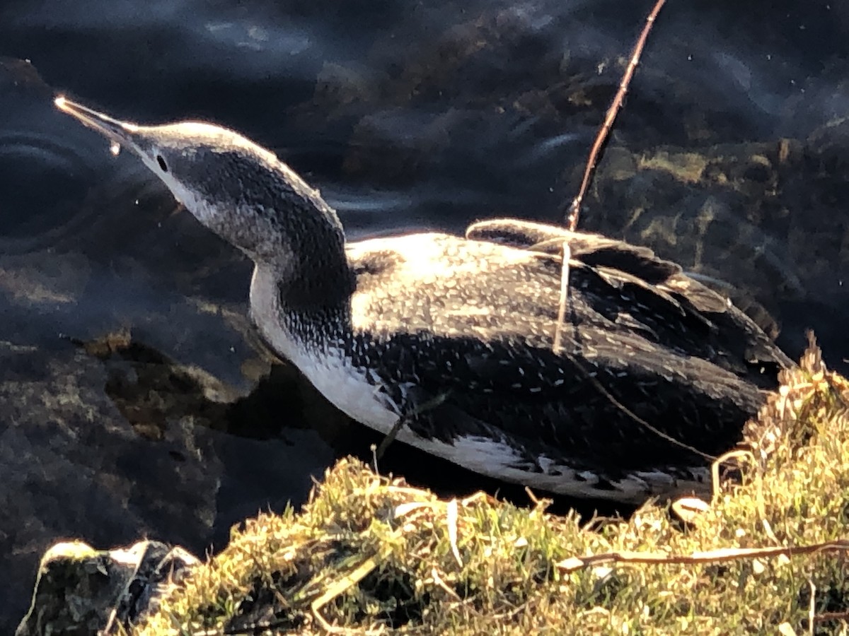 Red-throated Loon - ML190664661