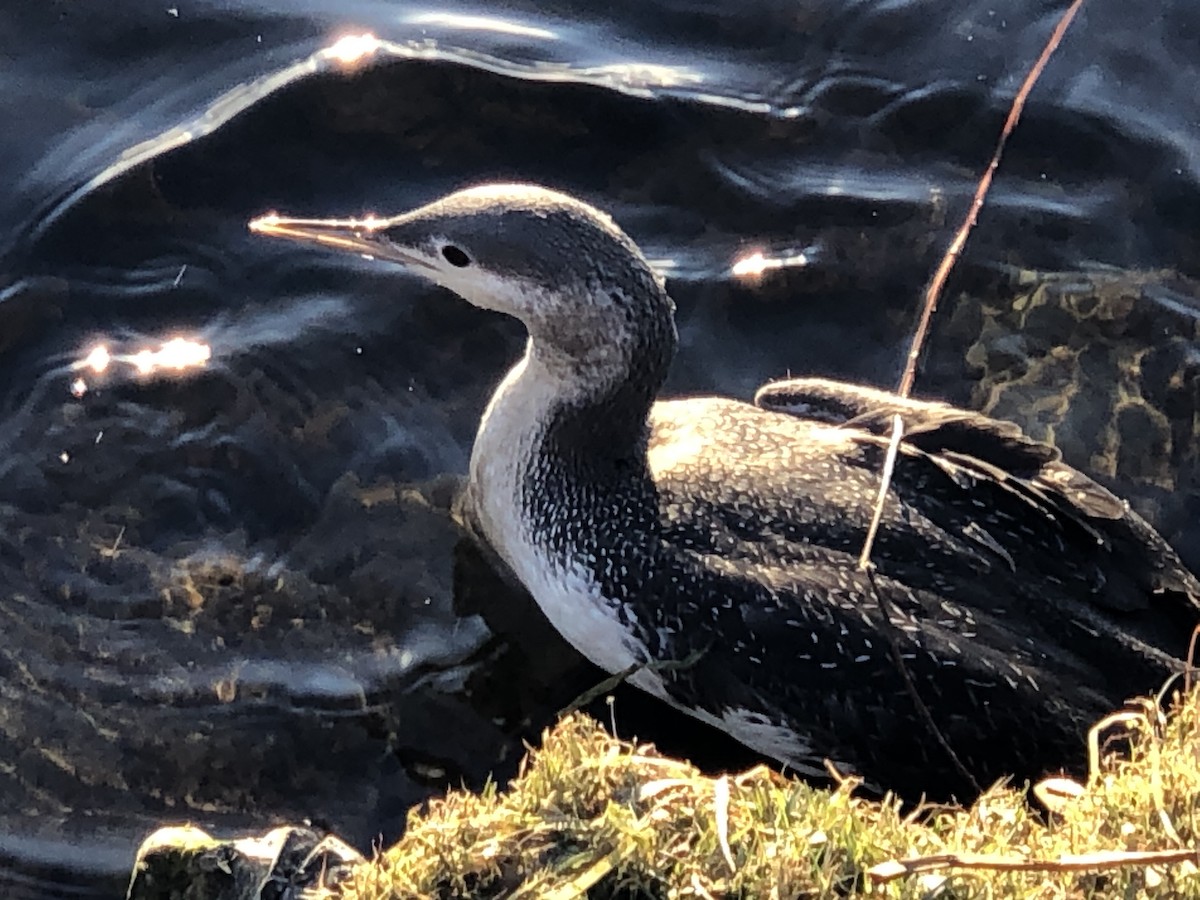 Red-throated Loon - ML190664691
