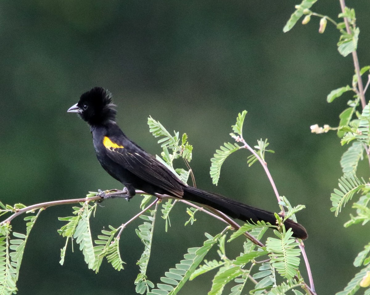 Yellow-mantled Widowbird - Loren Kliewer