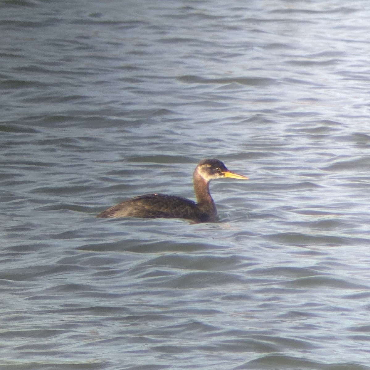 Red-necked Grebe - ML190667041