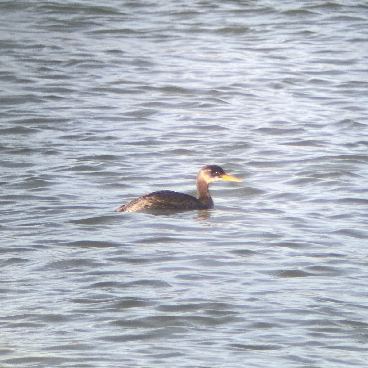 Red-necked Grebe - ML190667051
