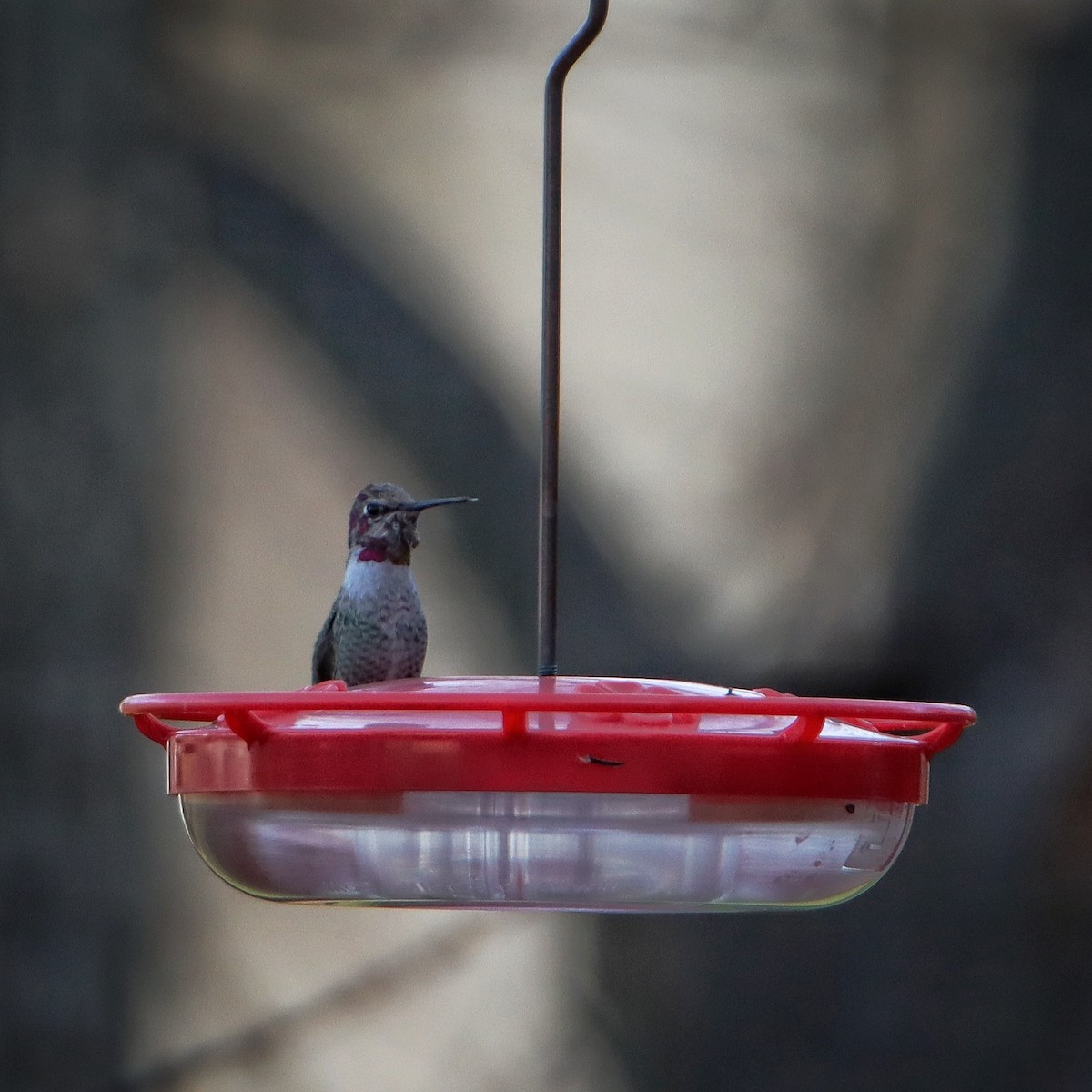 Anna's Hummingbird - ML190667531