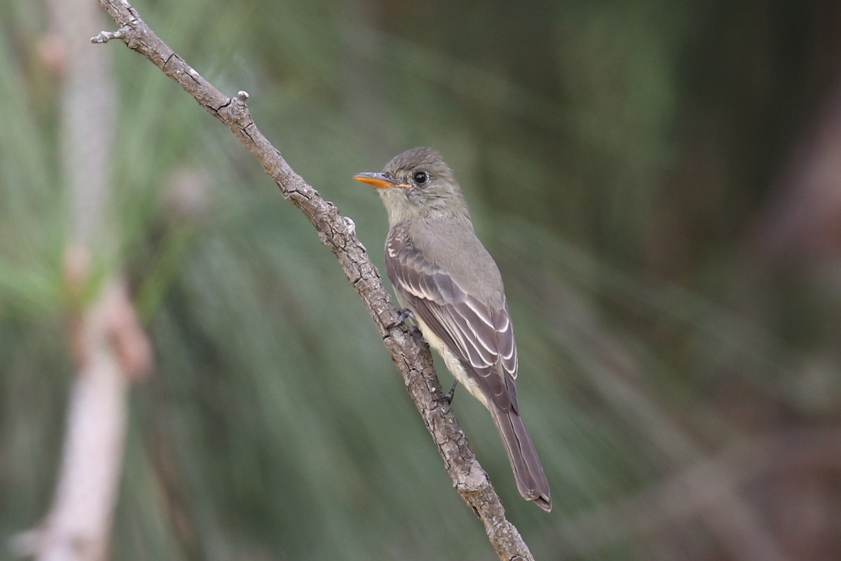 Greater Pewee - Tom Fangrow