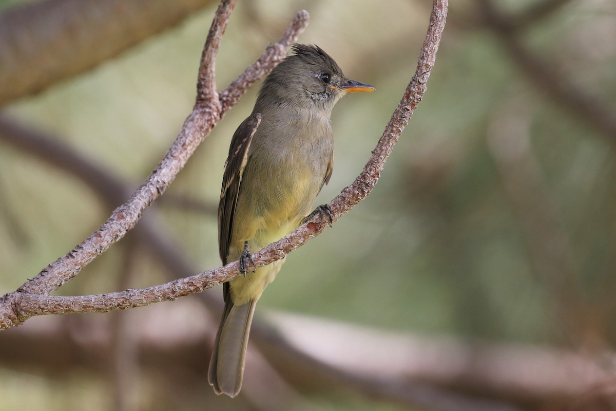 Greater Pewee - ML190676141