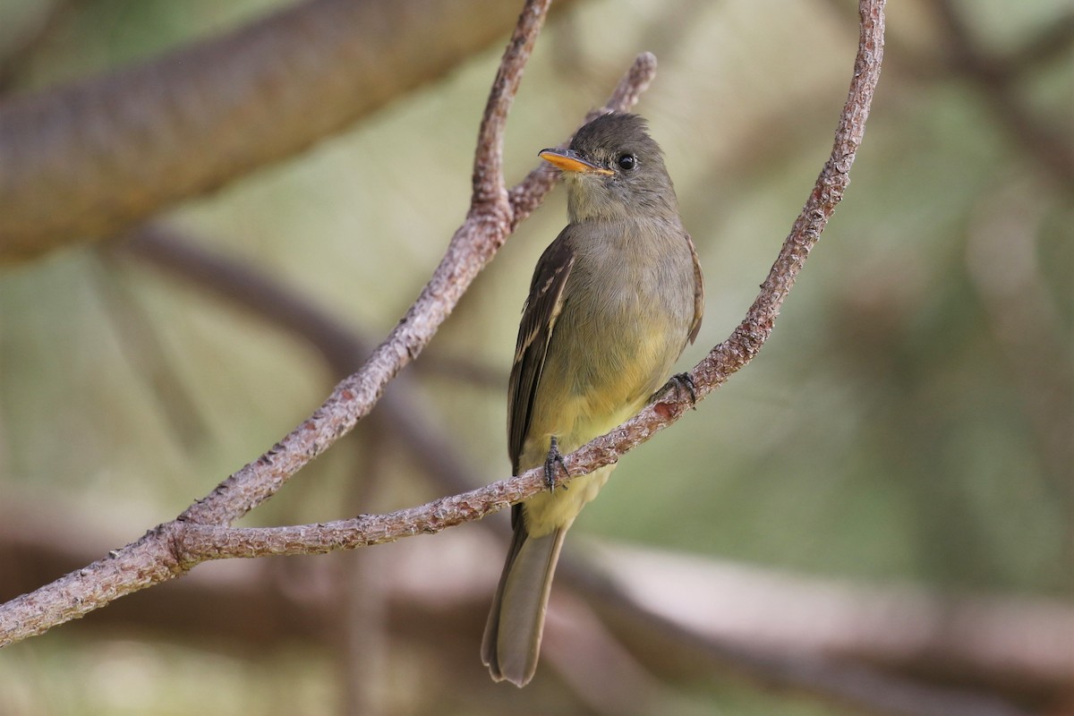 Greater Pewee - ML190676191