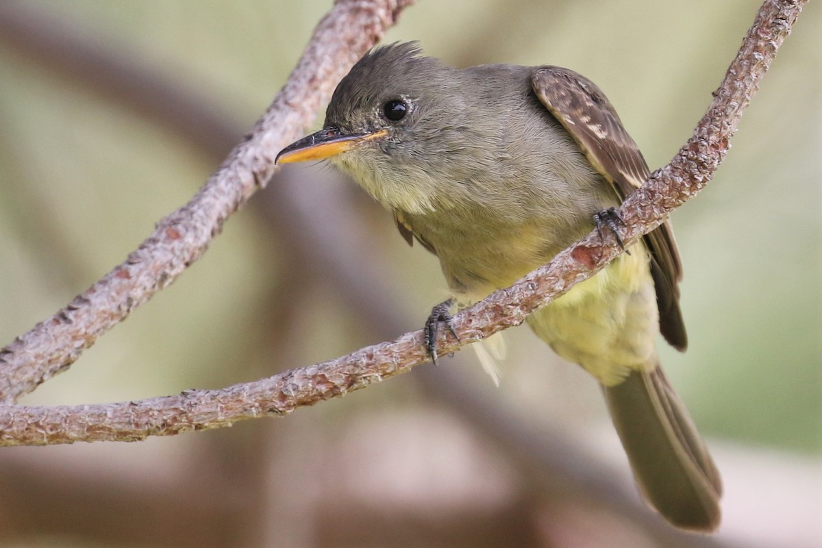 Greater Pewee - ML190676211