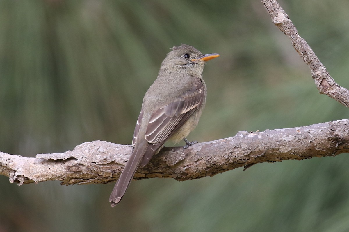 Greater Pewee - ML190676261