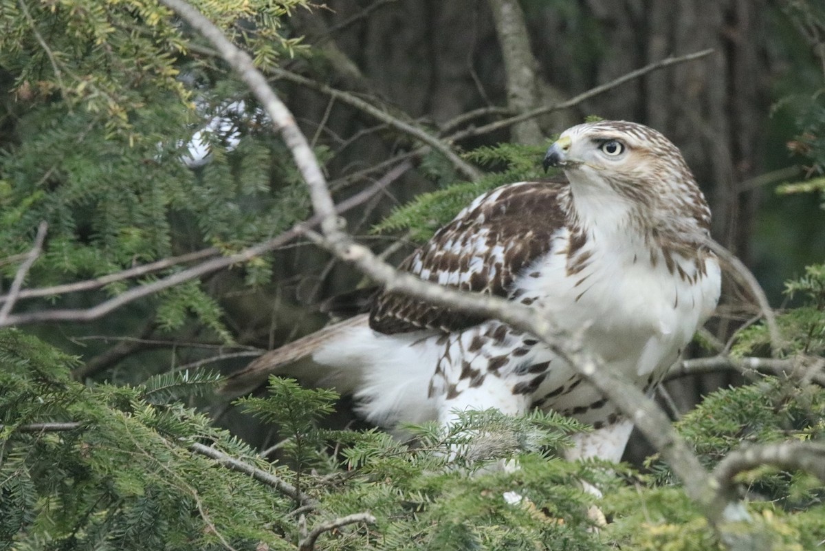 Red-tailed Hawk - Andrew E and Rebecca A Steinmann