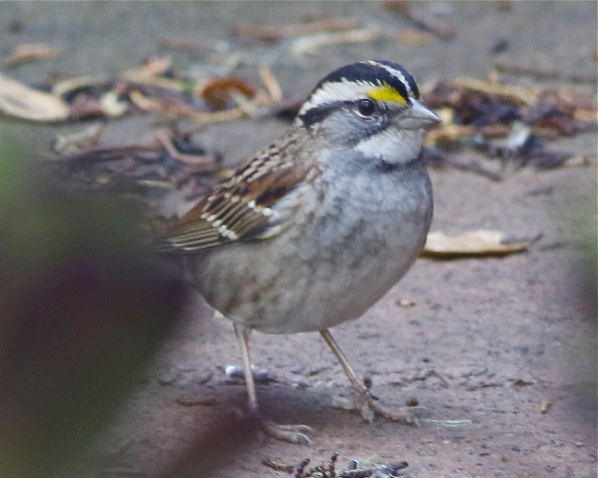 White-throated Sparrow - ML190678321