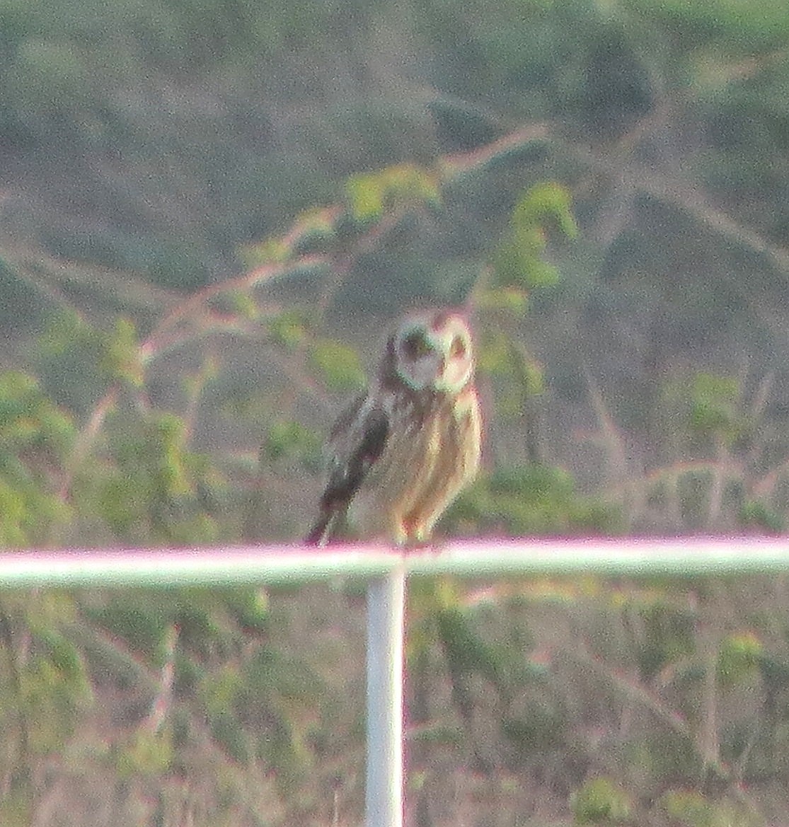 Short-eared Owl - ML190683011
