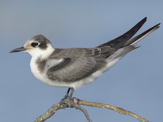  - Black Tern