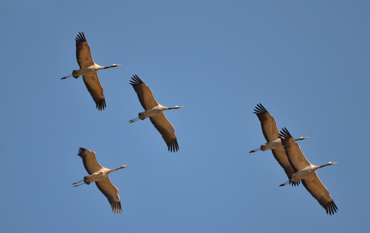Common Crane - Mertens Peter