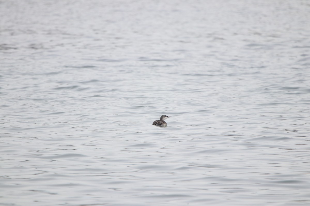 Red-throated Loon - ML190690441