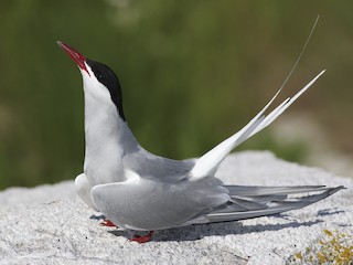  - Arctic Tern