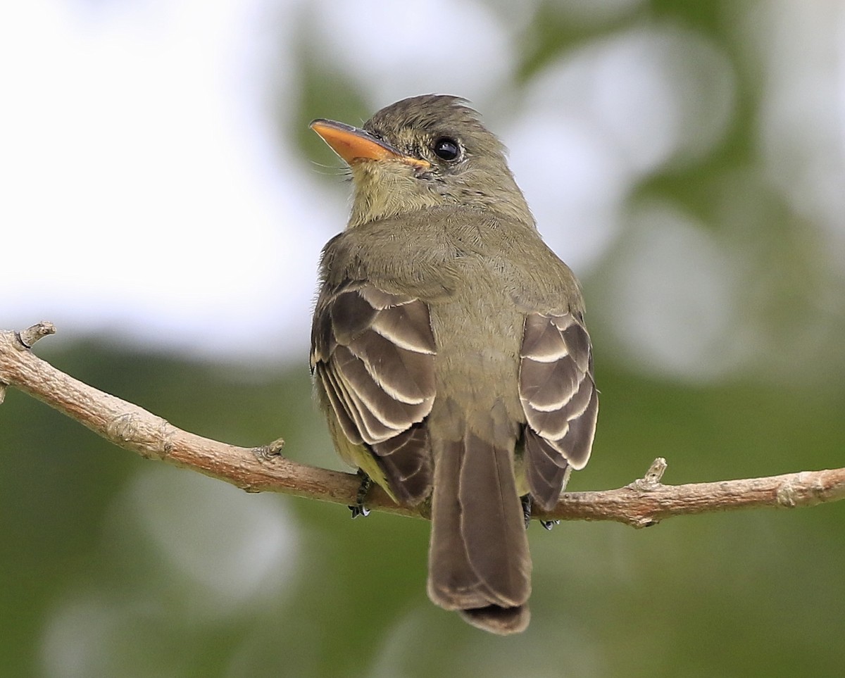 Greater Pewee - ML190694921