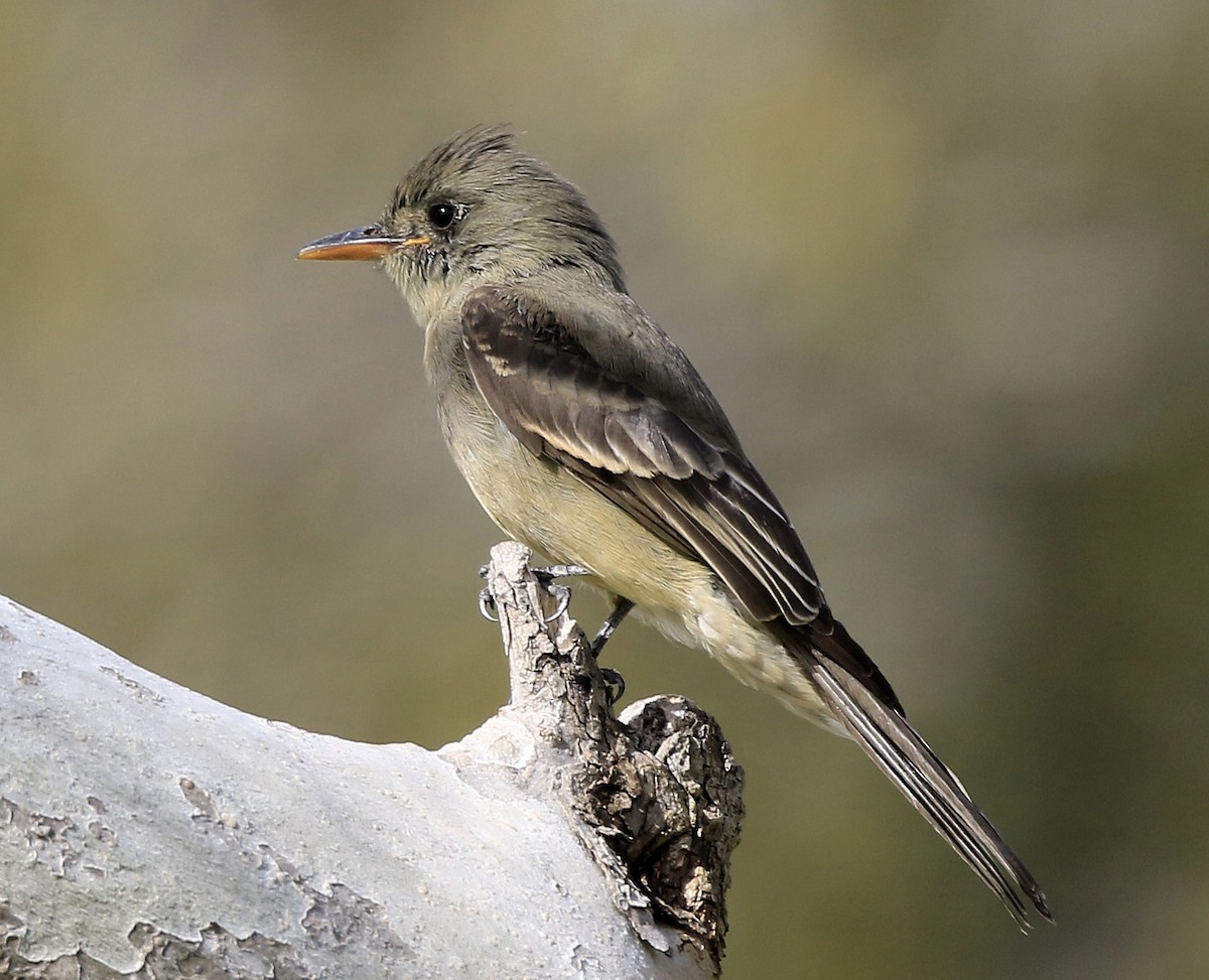 Greater Pewee - ML190694931