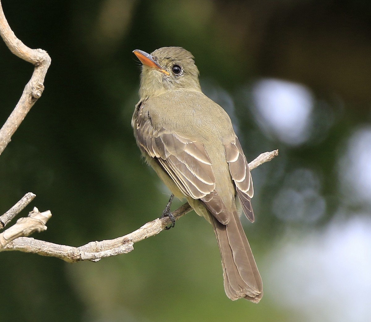 Greater Pewee - ML190694941