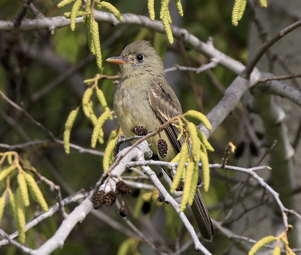 Greater Pewee - ML190694951