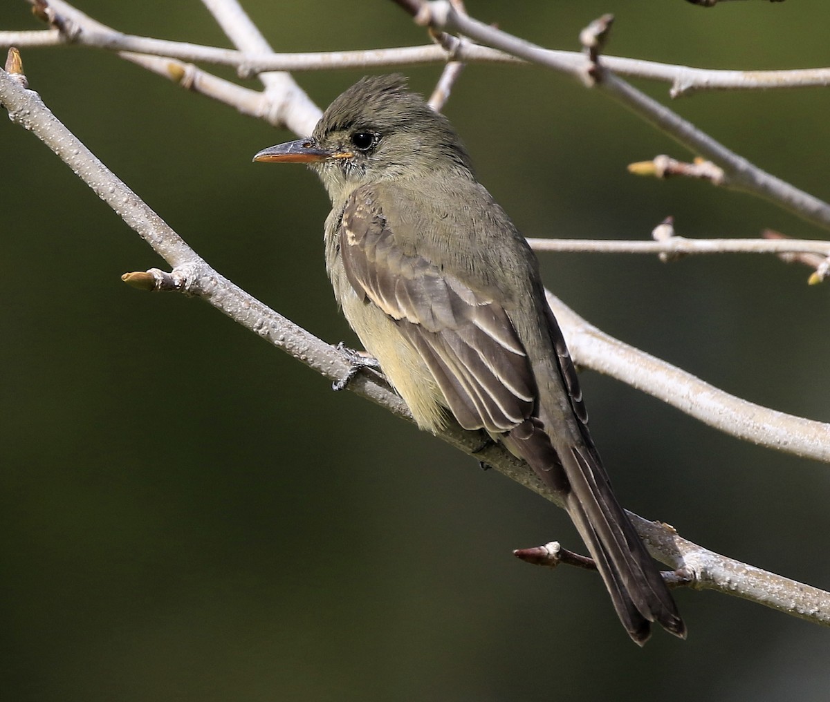 Greater Pewee - ML190694961