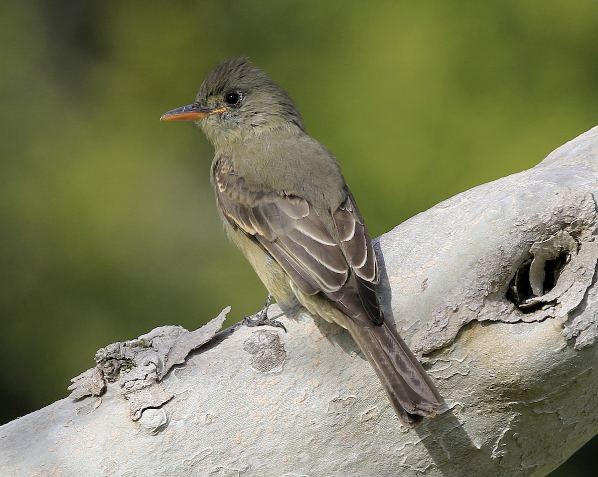 Greater Pewee - ML190694971