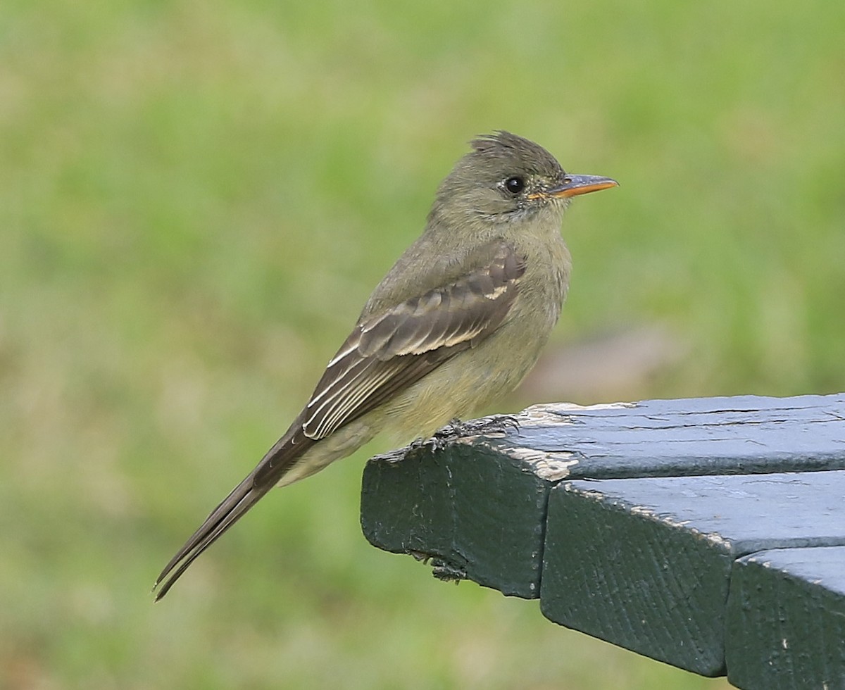 Greater Pewee - ML190695011
