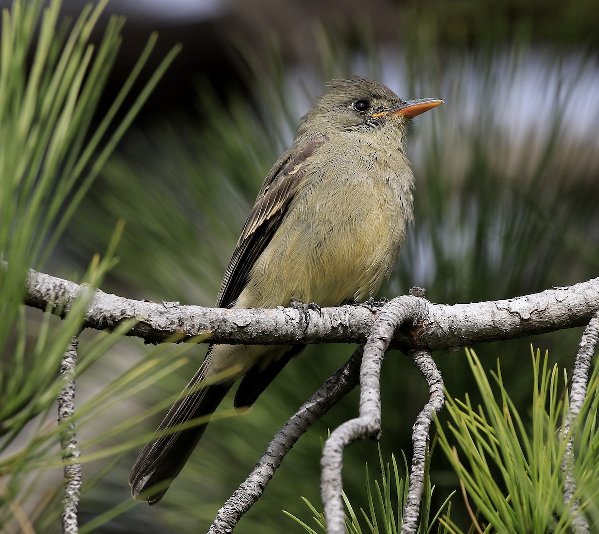 Greater Pewee - ML190695051
