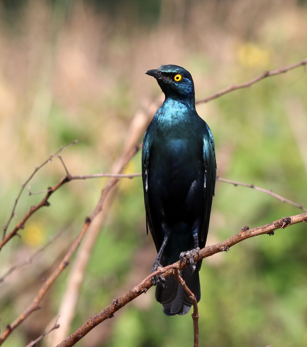 Greater Blue-eared Starling - ML190695451
