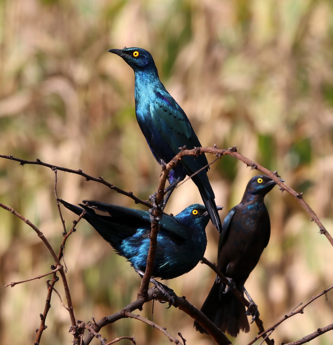 Greater Blue-eared Starling - ML190695461