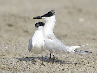  - Sandwich Tern