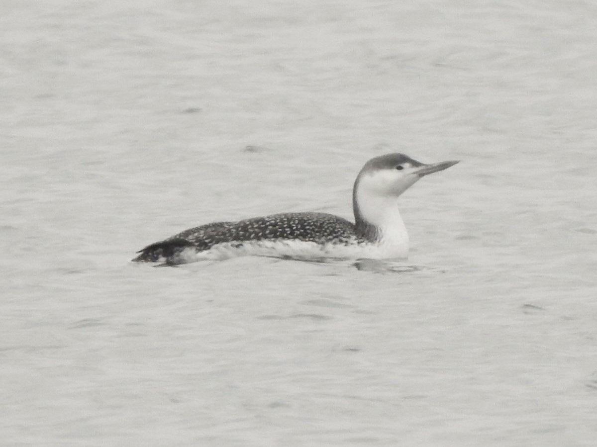 Red-throated Loon - Kent Miller