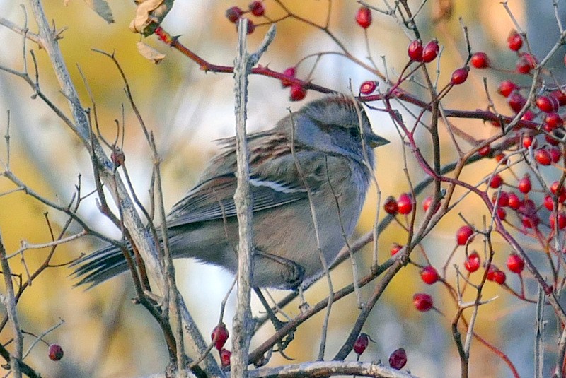 American Tree Sparrow - ML190697341