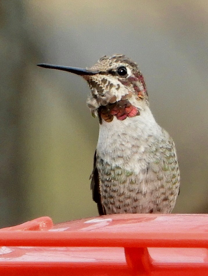 Anna's Hummingbird - Sabrena Boekell