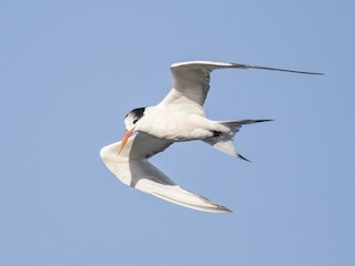  - Elegant Tern