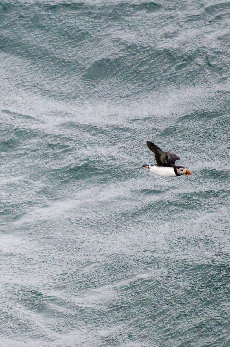 Atlantic Puffin - Brian Carruthers