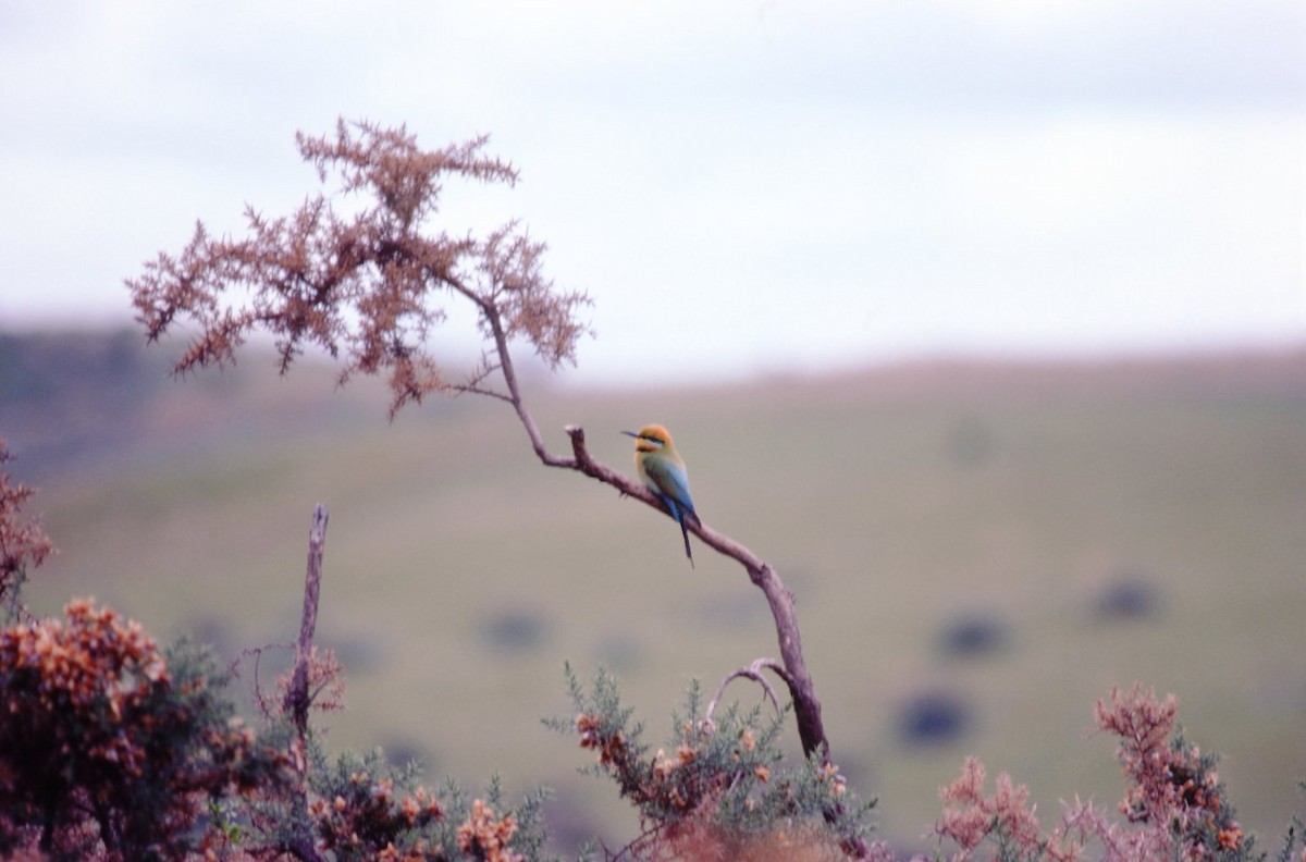 Rainbow Bee-eater - Charles Silveira
