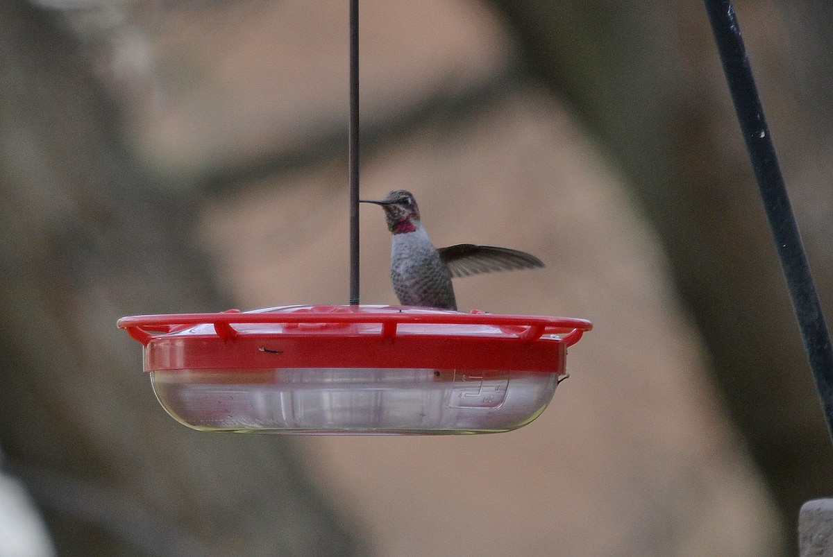 Anna's Hummingbird - ML190707361