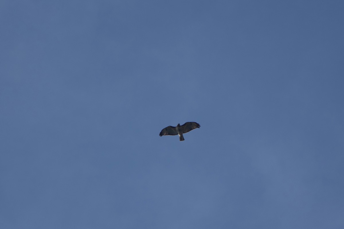 Red-tailed Hawk - ML190708851