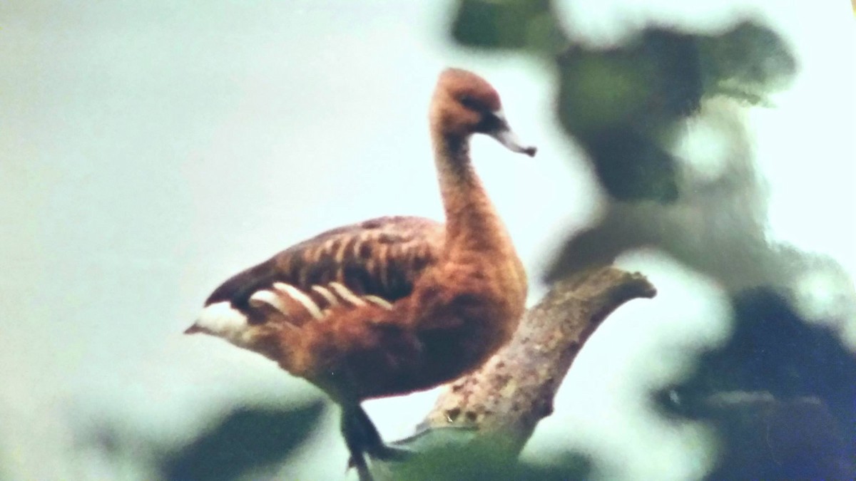 Fulvous Whistling-Duck - Michael Boatwright