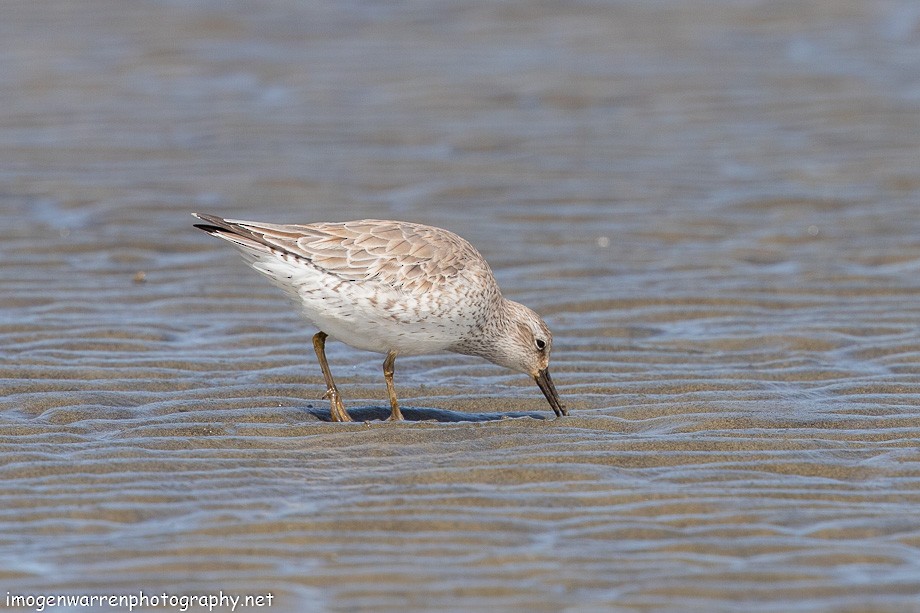 Red Knot - ML190712491