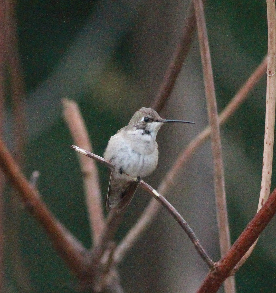 Black-chinned Hummingbird - ML190712891