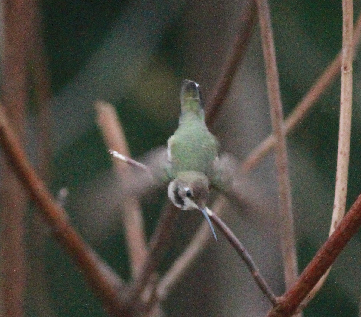 Black-chinned Hummingbird - ML190712901