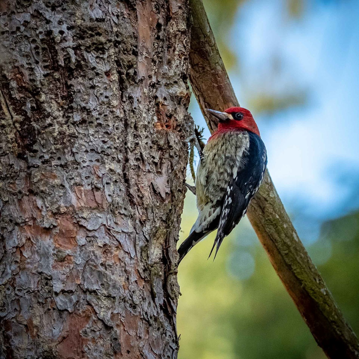 Red-breasted Sapsucker - ML190714331