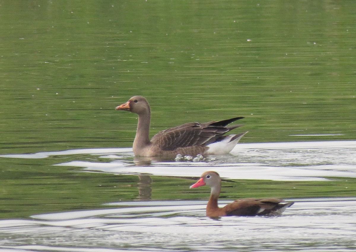 Greater White-fronted Goose - ML190715031